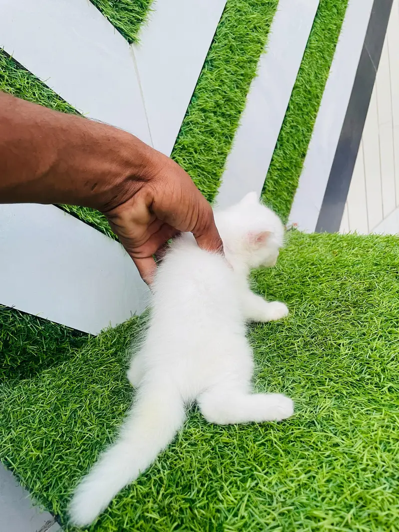 ​Pure White Persian Cat with 3 Kittens | Beautiful & Healthy Family — photo 4