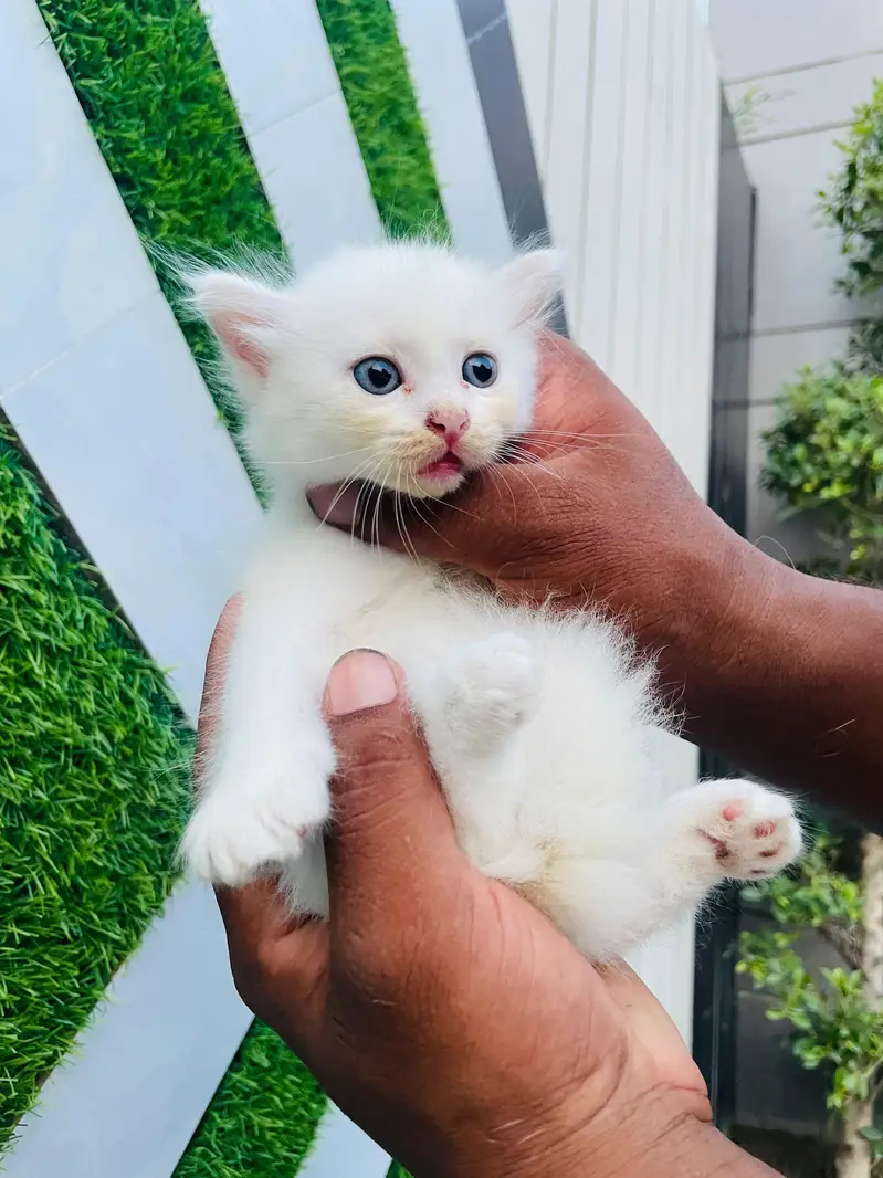 ​Pure White Persian Cat with 3 Kittens | Beautiful & Healthy Family — photo 5
