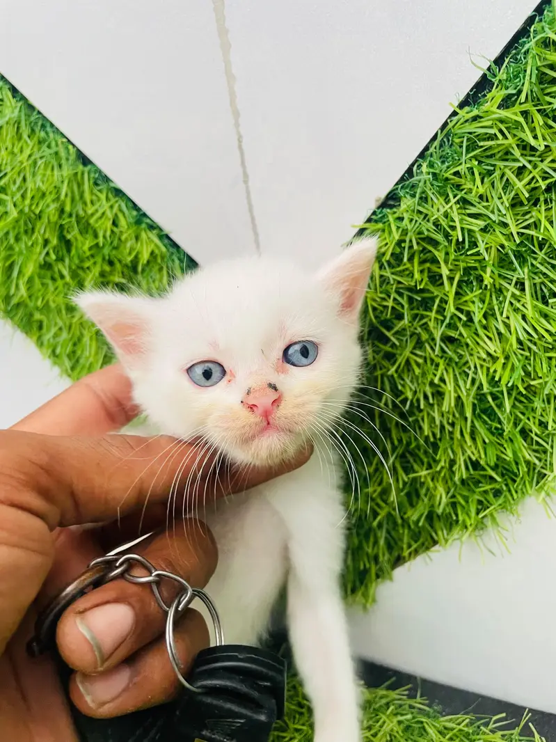 ​Pure White Persian Cat with 3 Kittens | Beautiful & Healthy Family — photo 6