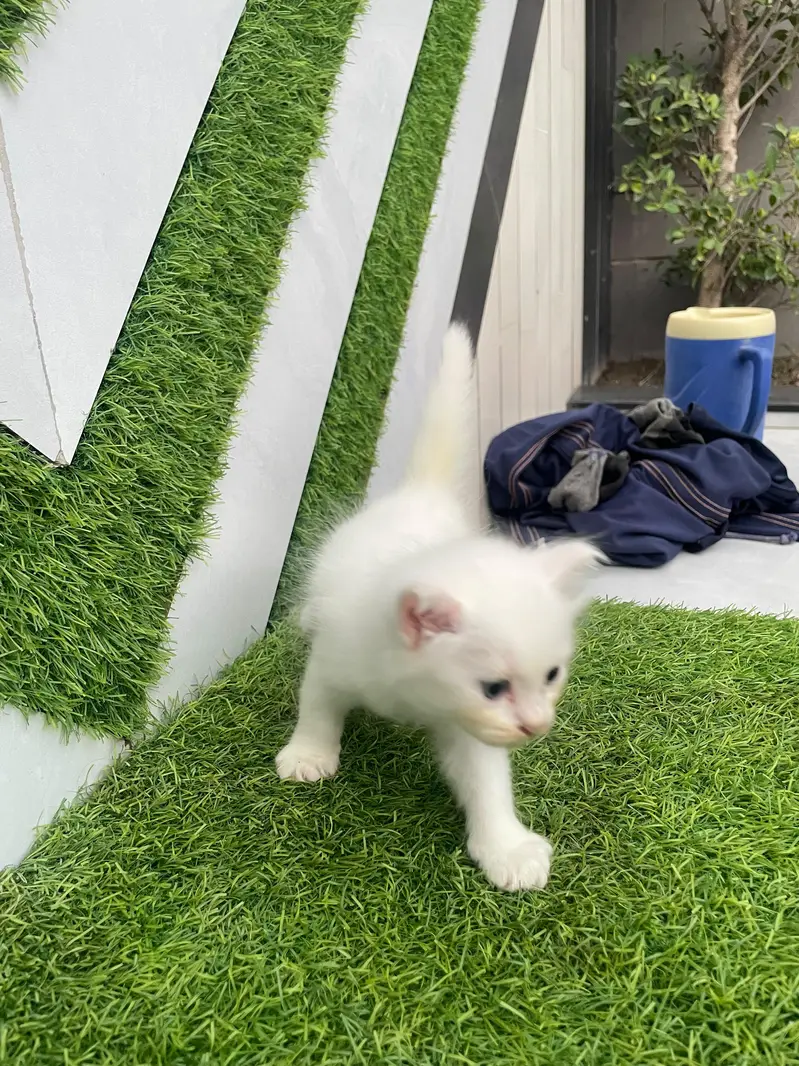 ​Pure White Persian Cat with 3 Kittens | Beautiful & Healthy Family — photo 7