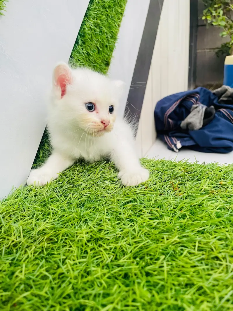 ​Pure White Persian Cat with 3 Kittens | Beautiful & Healthy Family — photo 8