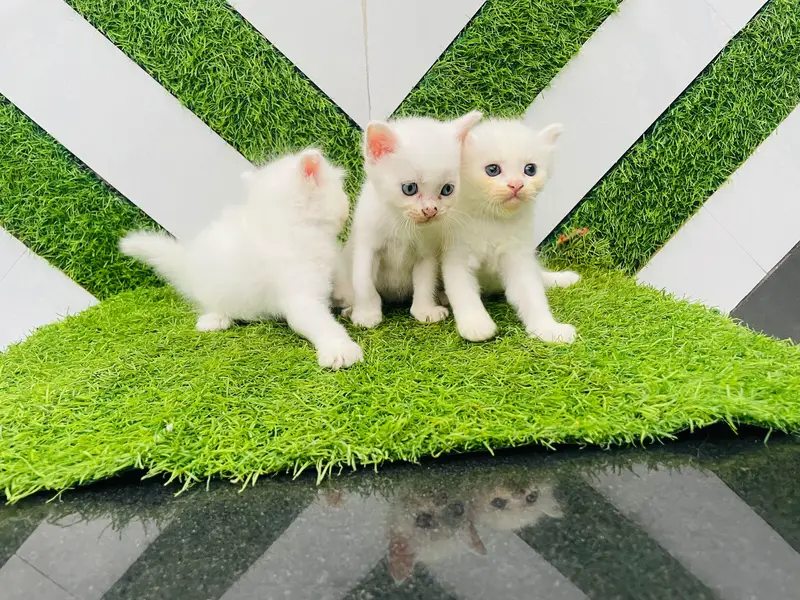 ​Pure White Persian Cat with 3 Kittens | Beautiful & Healthy Family — photo 9