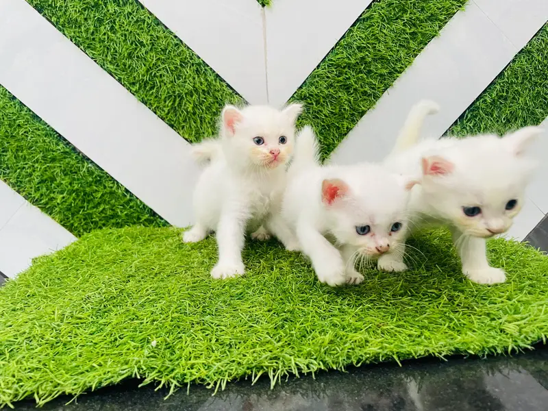 ​Pure White Persian Cat with 3 Kittens | Beautiful & Healthy Family — photo 10