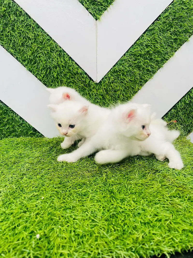 ​Pure White Persian Cat with 3 Kittens | Beautiful & Healthy Family — photo 11
