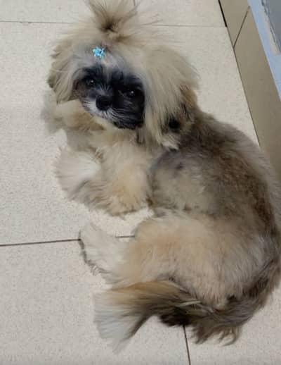 Pure Shih Tzu Male Puppy for Sale