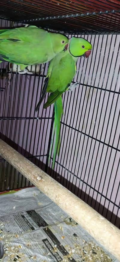 breeder pair of Parrot 