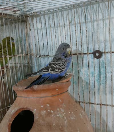 Black face budgie