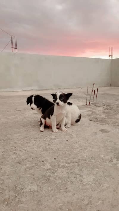 Border Collie