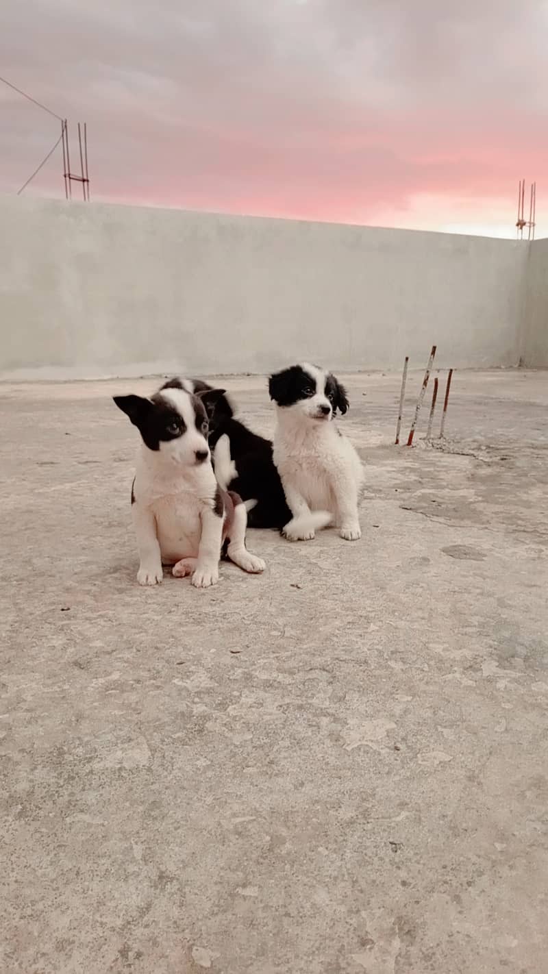 Border Collie 1