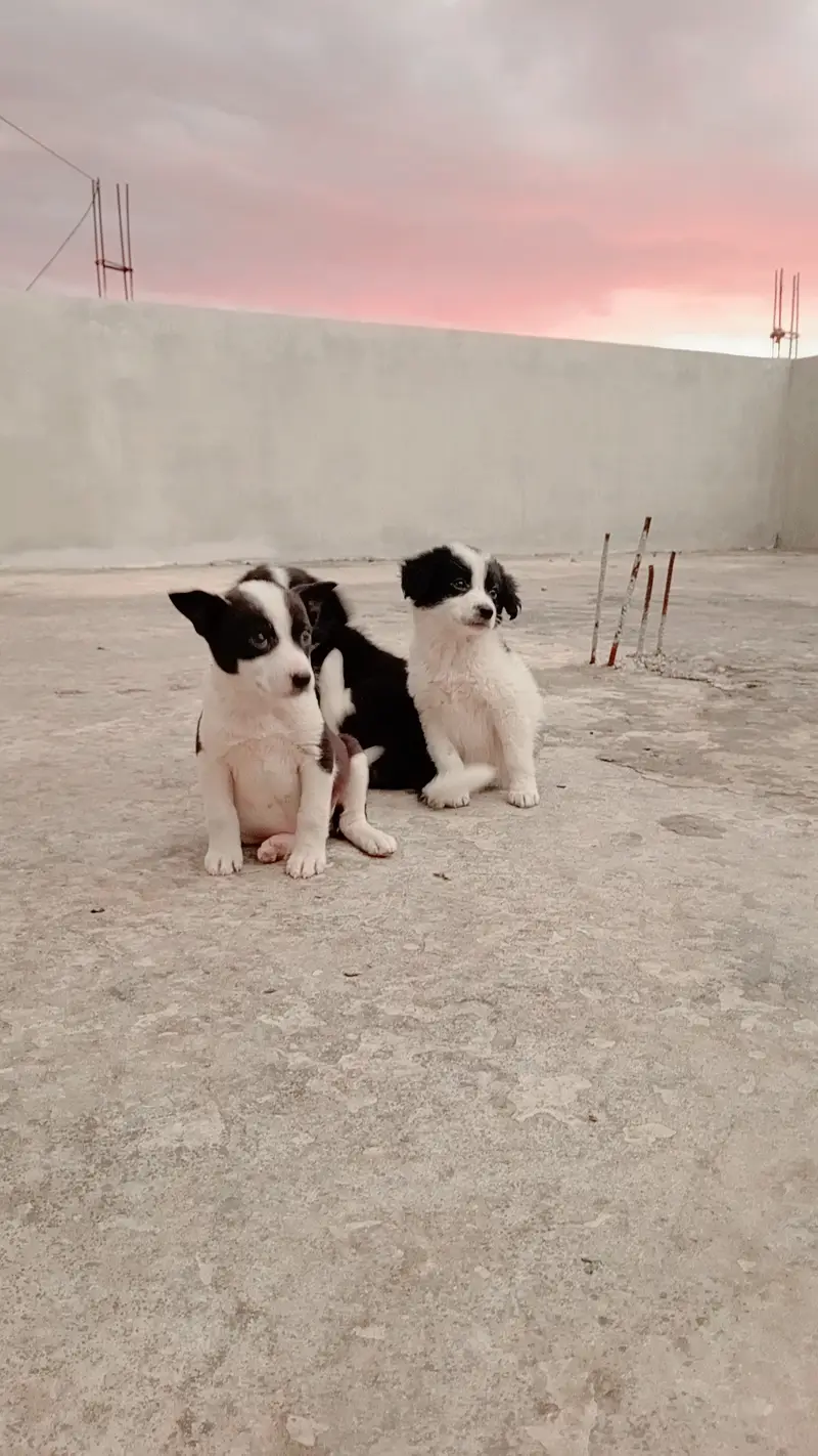 Border Collie — photo 2