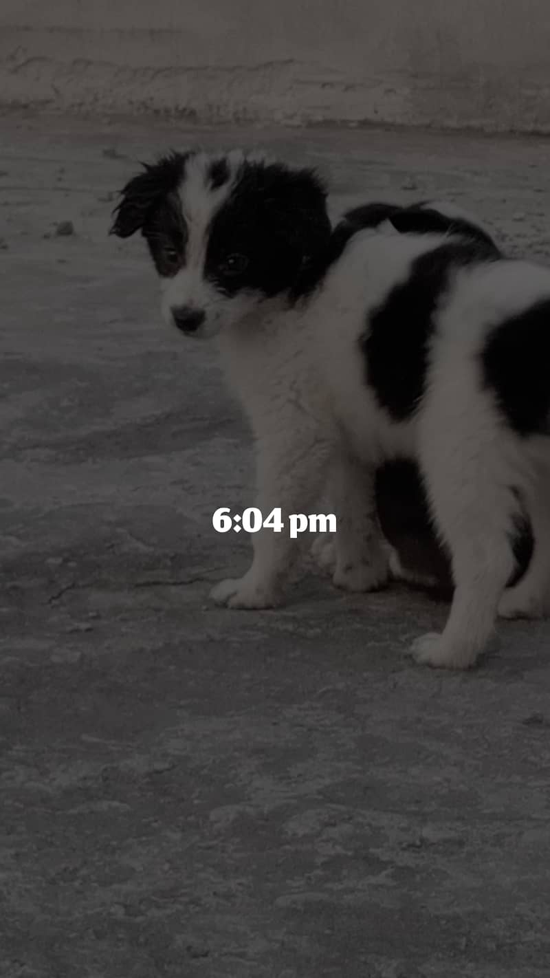 Border Collie 2