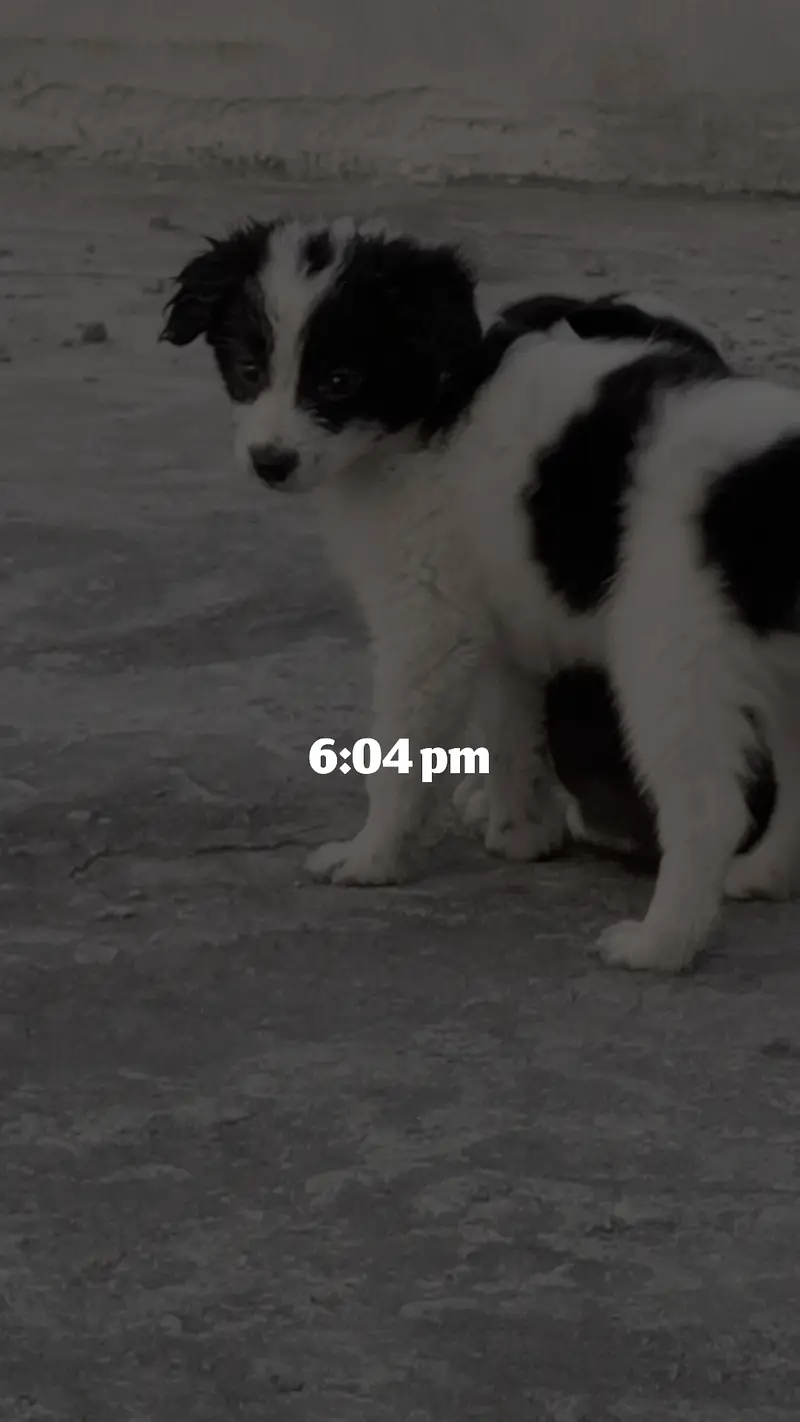 Border Collie — photo 3