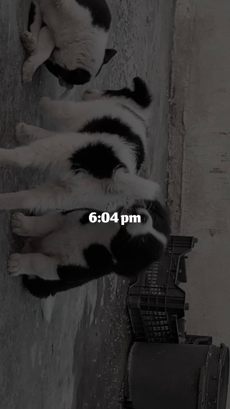 Border Collie 3