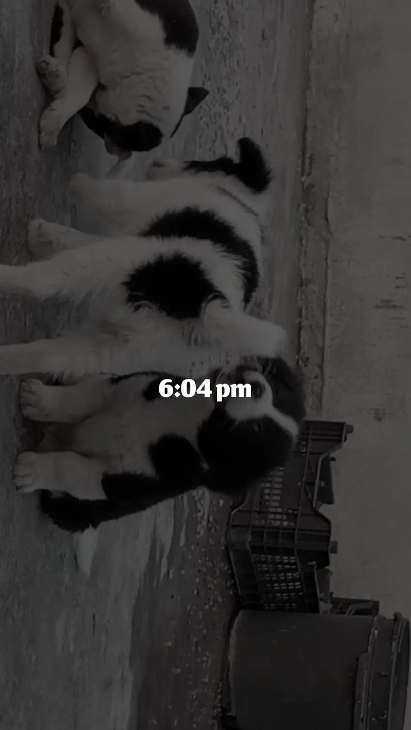 Border Collie — photo 4