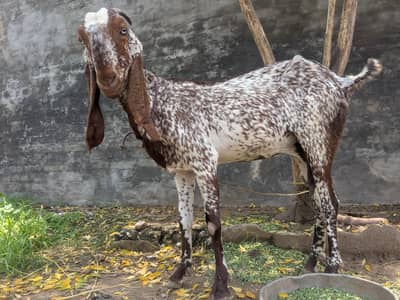 Makhi Cheeni ghaban goat