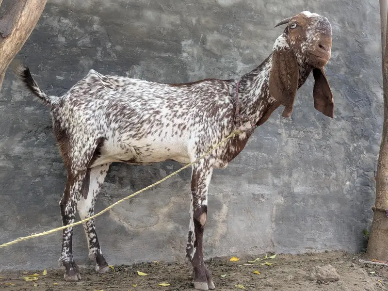 Makhi Cheeni ghaban goat — photo 2
