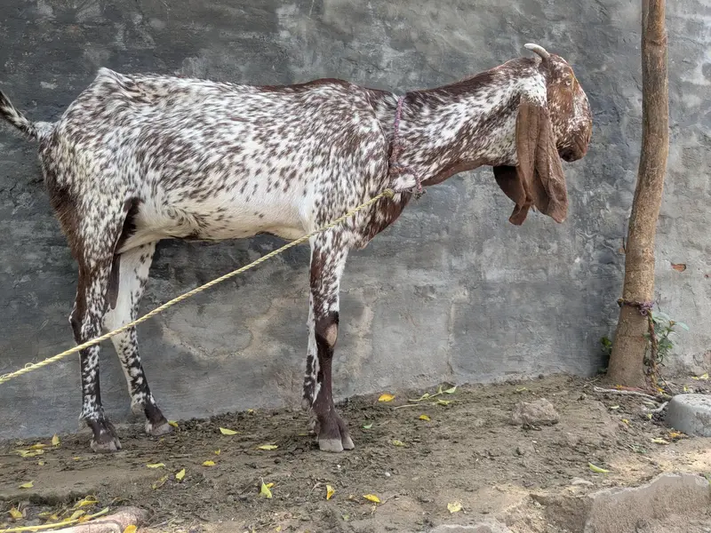 Makhi Cheeni ghaban goat — photo 3