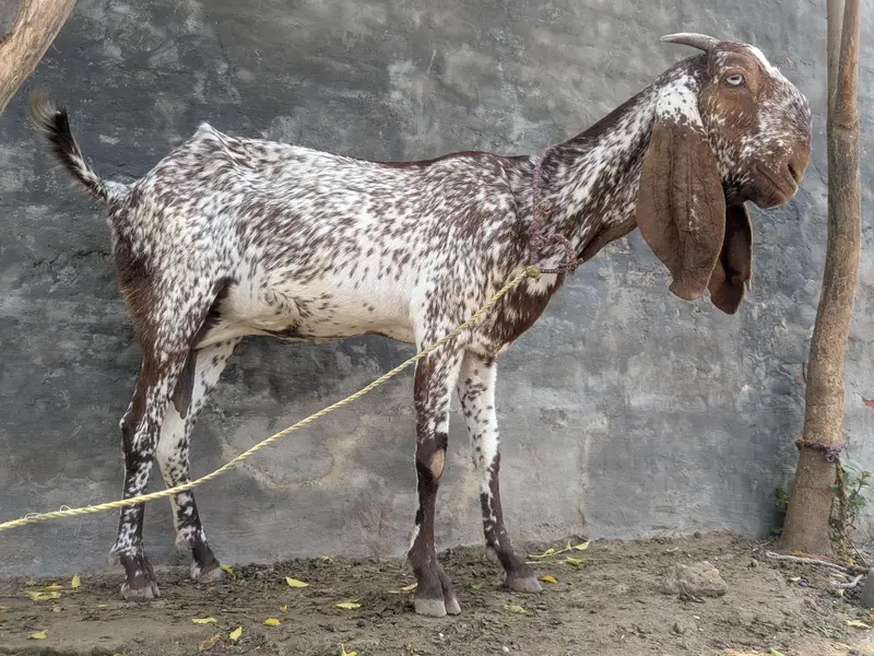 Makhi Cheeni ghaban goat — photo 4