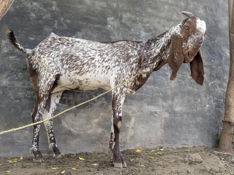 Makhi Cheeni ghaban goat — photo 5