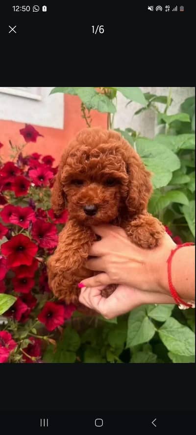 IMPORTED TOY POODLE PUPPIES AVAILABLE FOR SALE