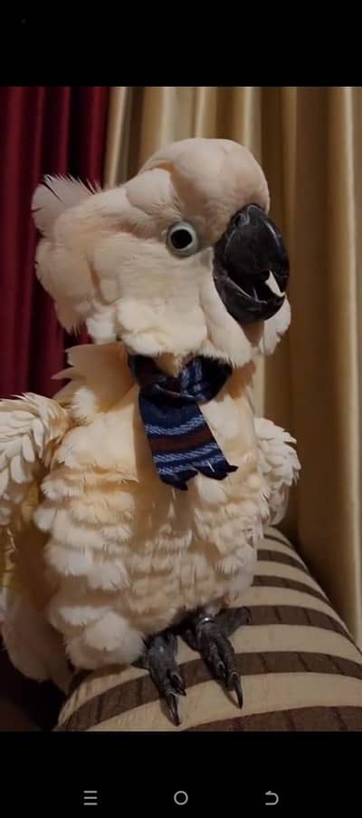 Moluccane cocakto parrot 03704828759