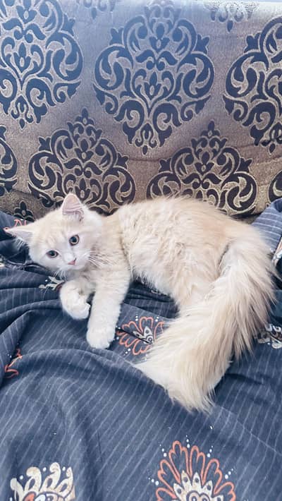 3 months fully vaccinated triple coated child font brown