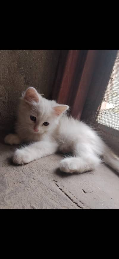 cute little 5 Persian kittens whatsapp: 03037184693