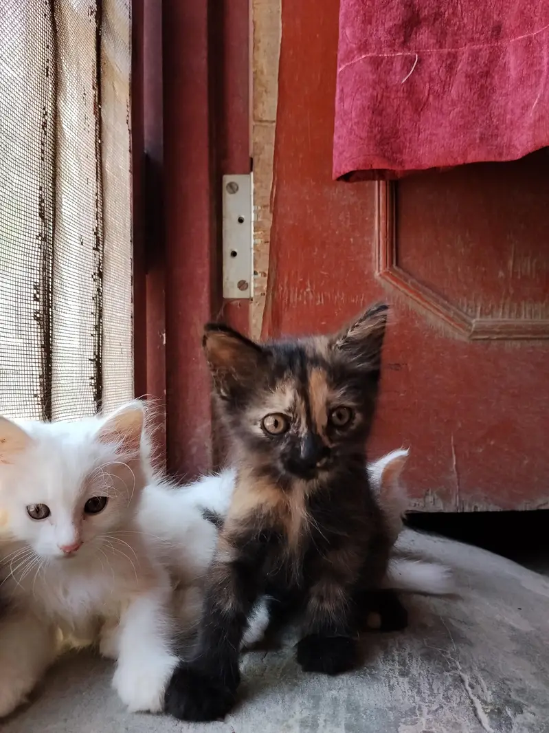 cute little 5 Persian kittens whatsapp: 03037184693 — photo 2