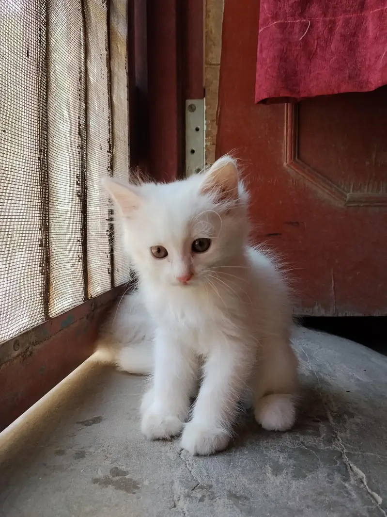 cute little 5 Persian kittens whatsapp: 03037184693 — photo 3