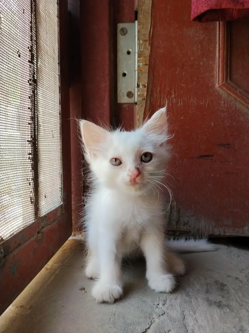 cute little 5 Persian kittens whatsapp: 03037184693 — photo 4