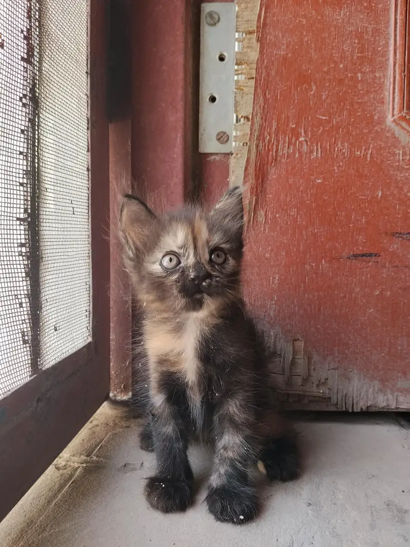 cute little 5 Persian kittens whatsapp: 03037184693 — photo 5