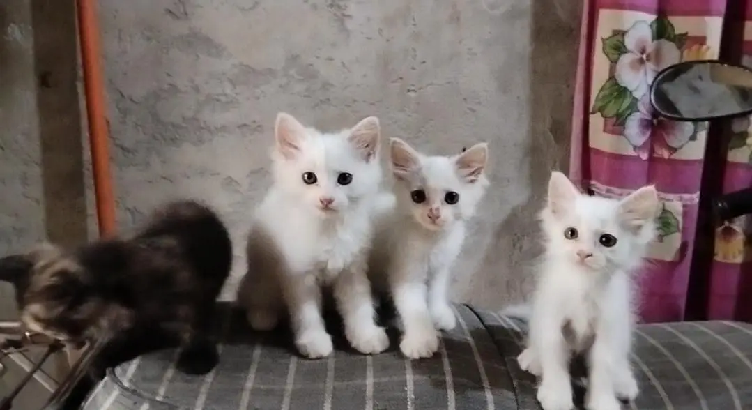 cute little 5 Persian kittens whatsapp: 03037184693 — photo 6