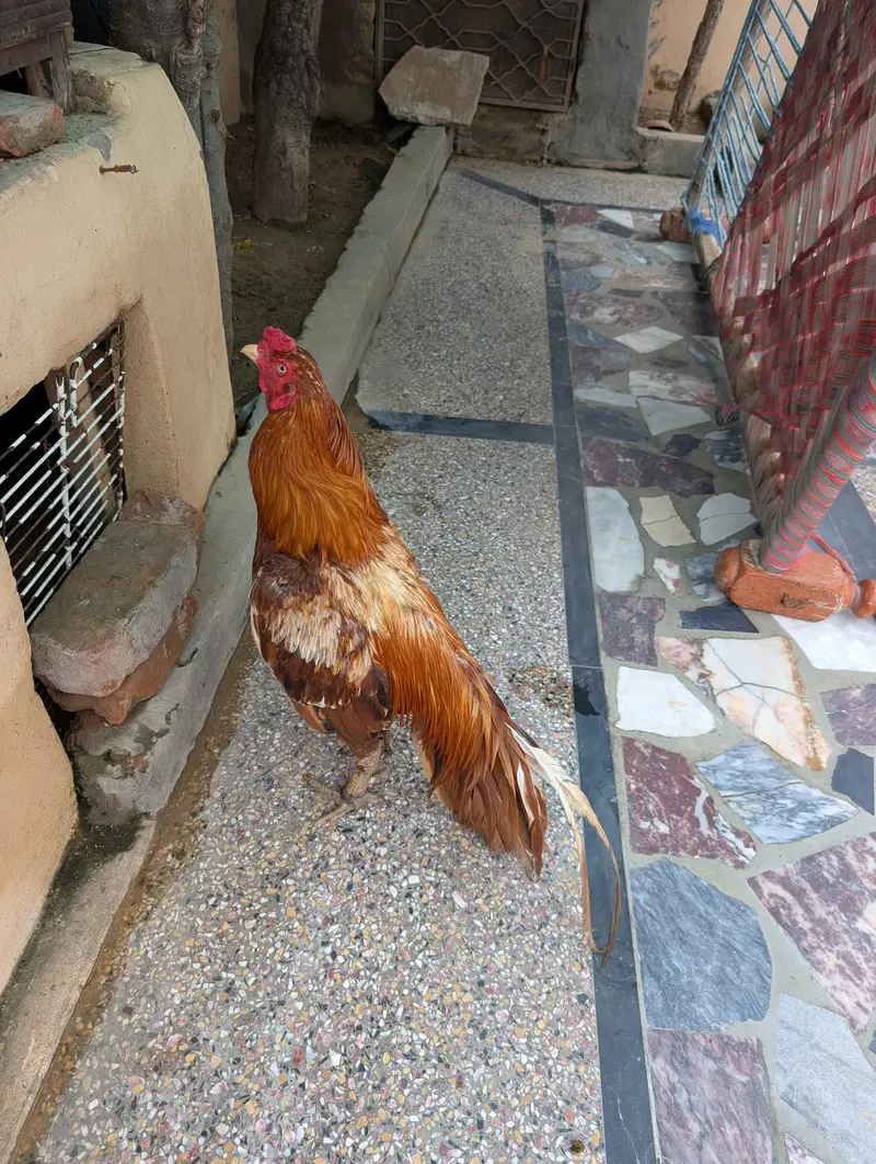 aseel murga — photo 2