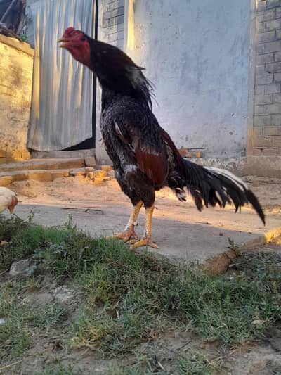 03435762277 aseel saleta breedr exchange starter or desi hens.
