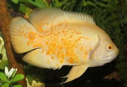 albino Oscars pair & 1ft planted nano Betta tanks