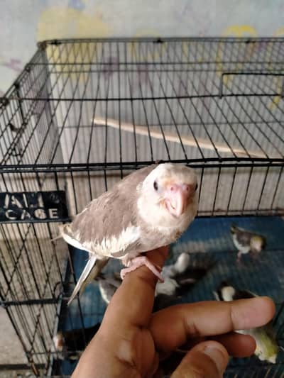 hand tame cocktail