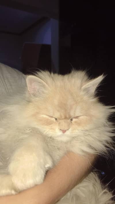 persian cat looking for a new home