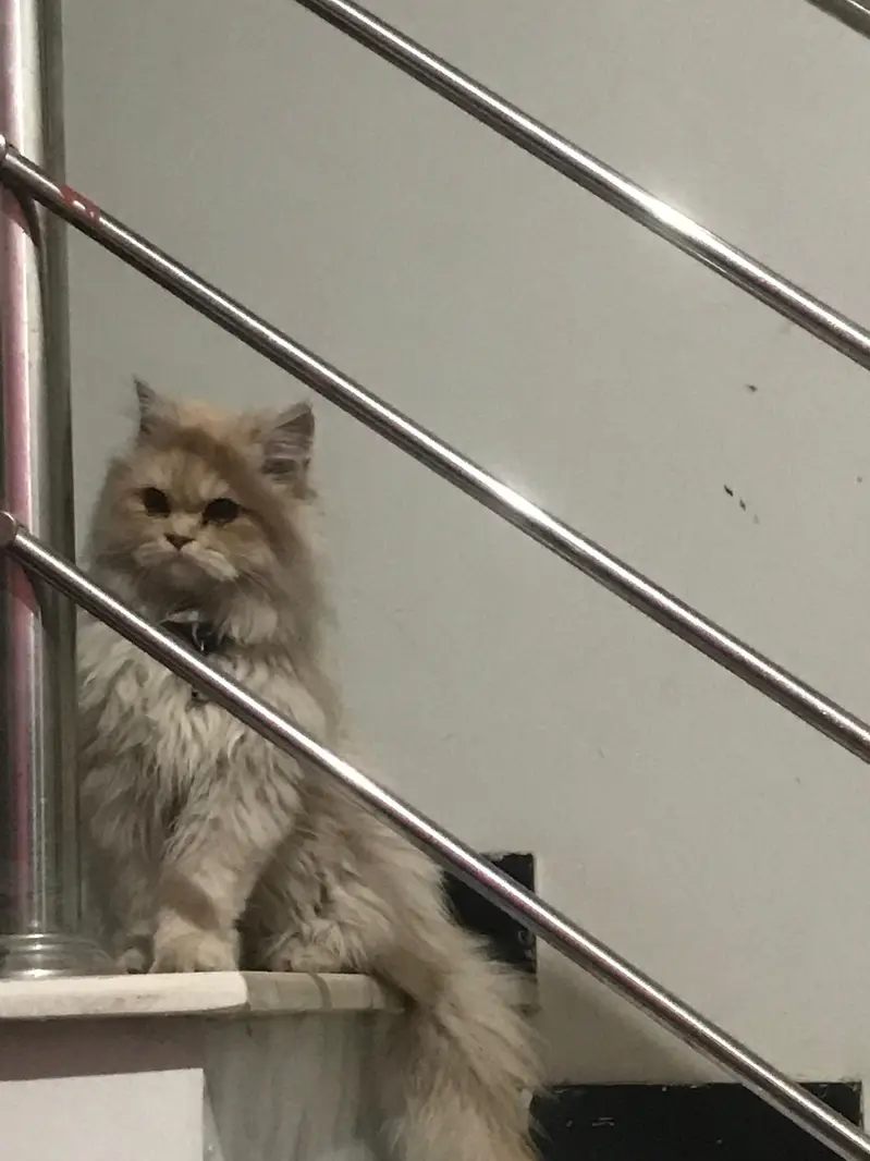 persian cat looking for a new home — photo 2