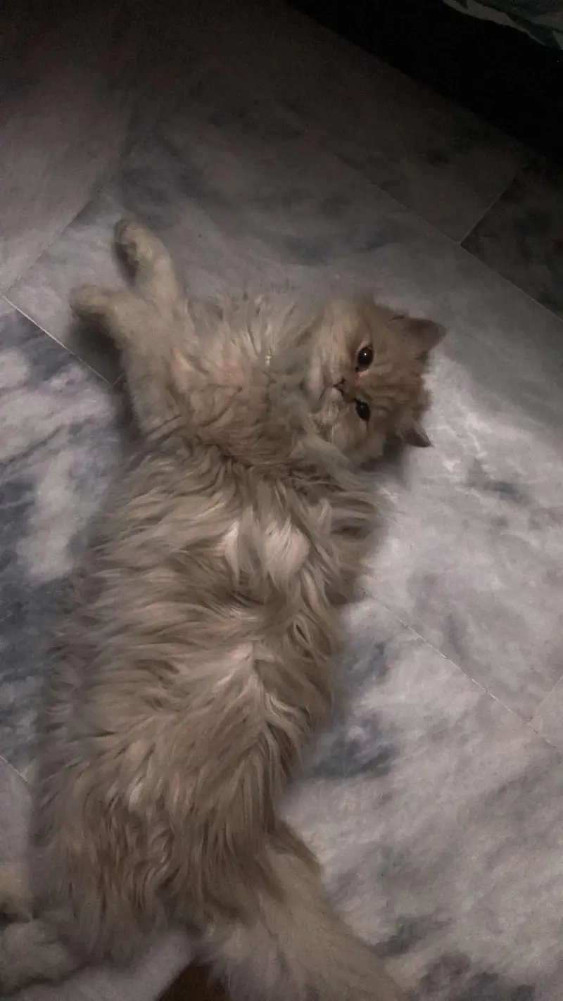 persian cat looking for a new home — photo 3