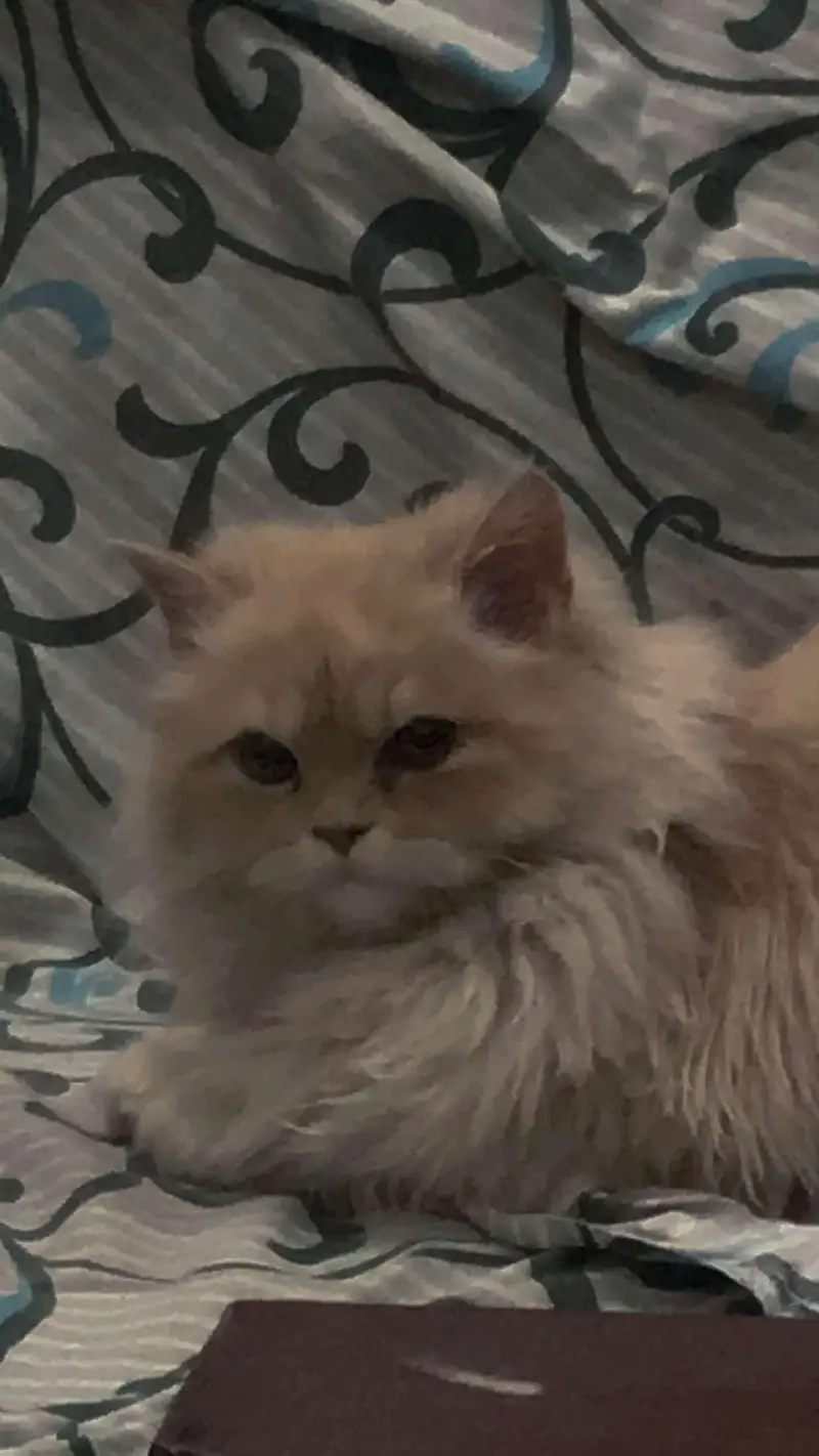 persian cat looking for a new home — photo 4