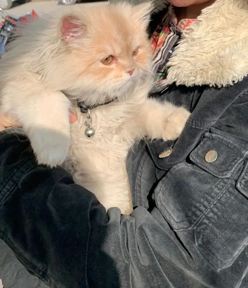 persian cat looking for a new home — photo 5