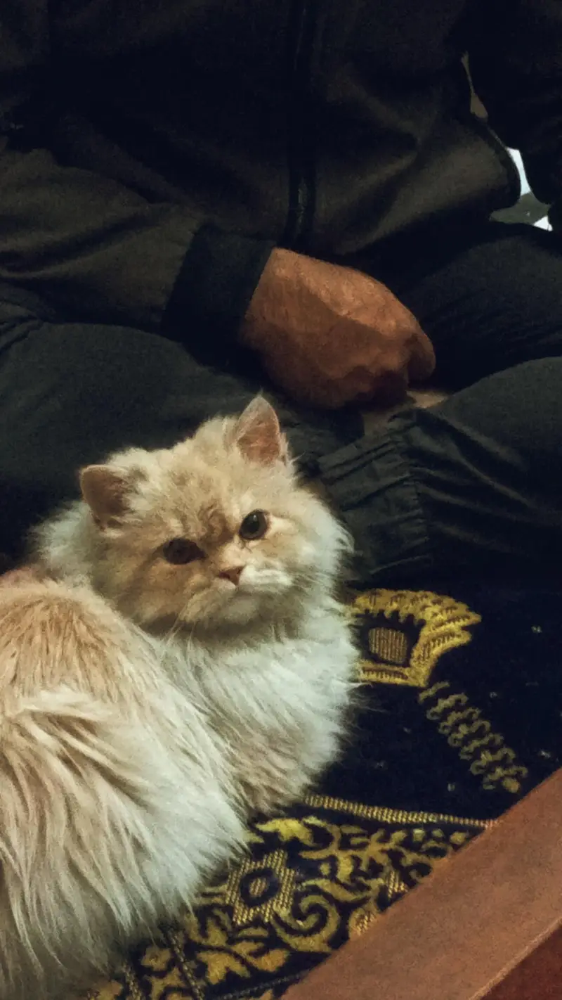 persian cat looking for a new home — photo 6