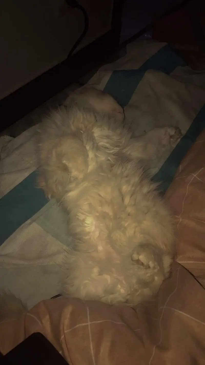 persian cat looking for a new home — photo 7