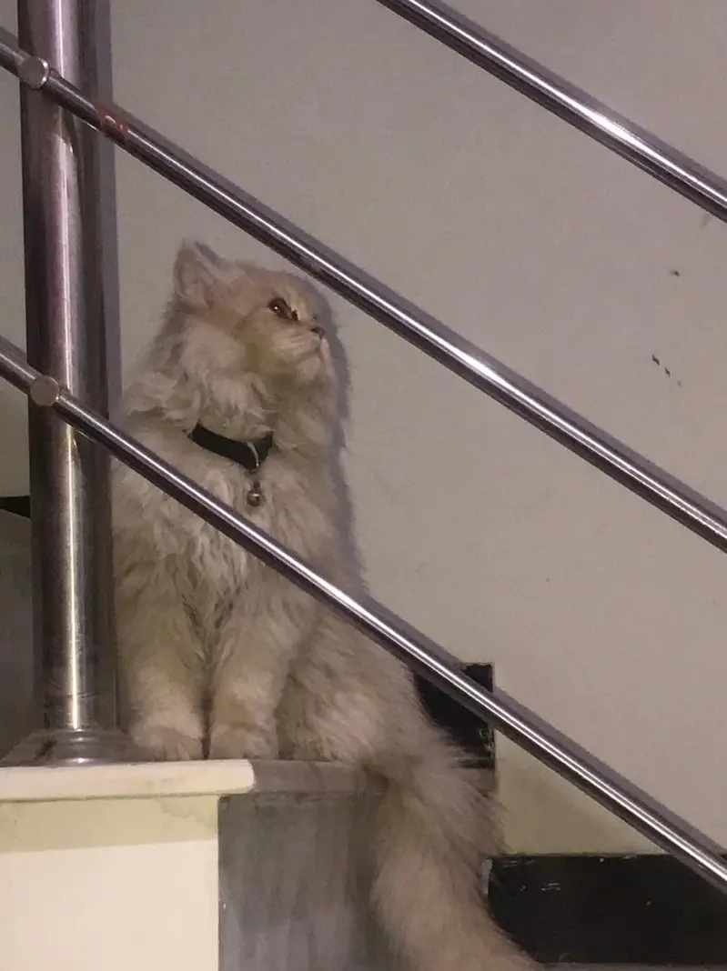 persian cat looking for a new home — photo 8