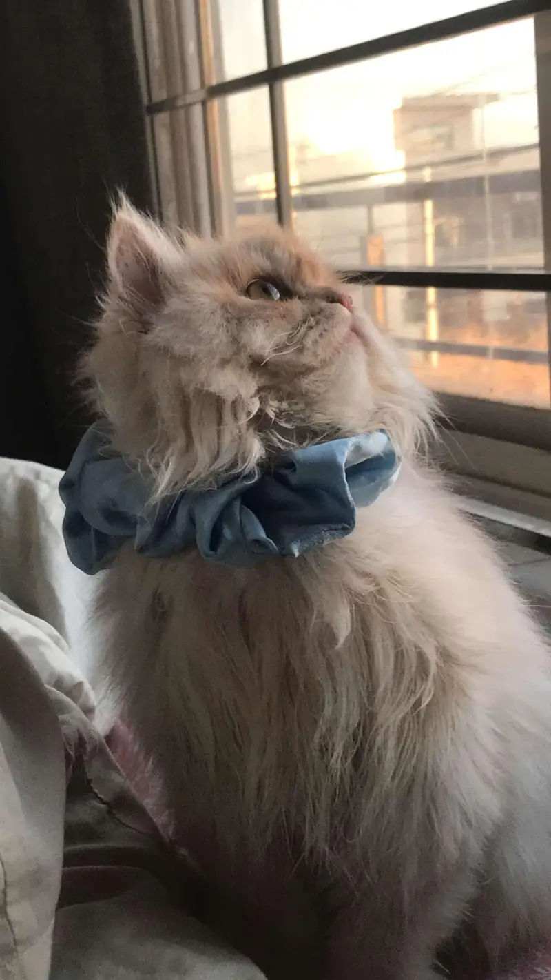 persian cat looking for a new home — photo 9