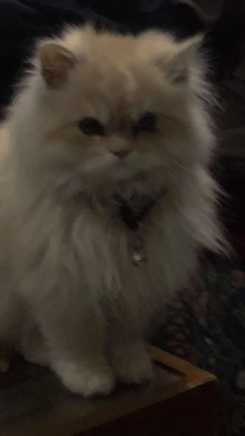 persian cat looking for a new home — photo 10