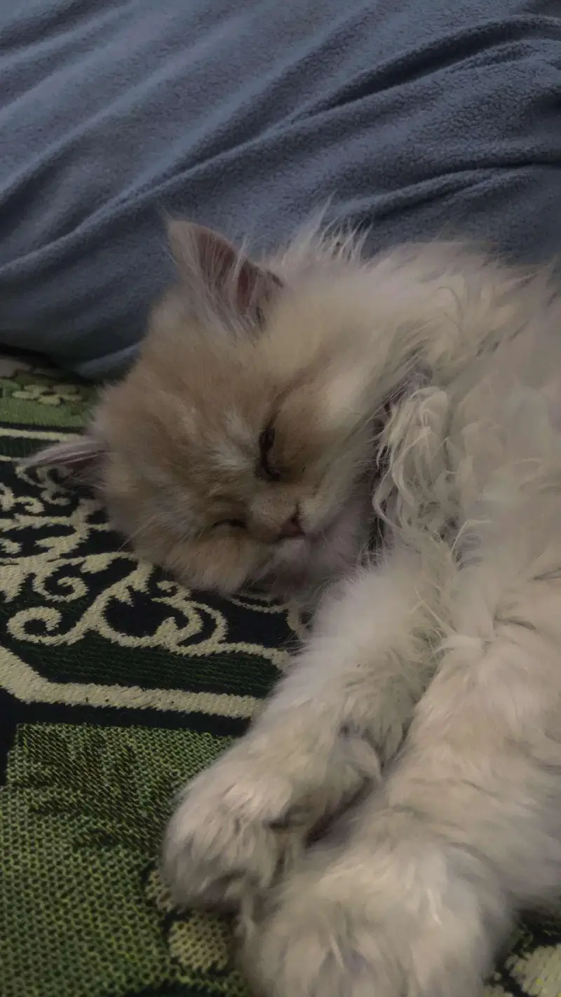 persian cat looking for a new home — photo 11