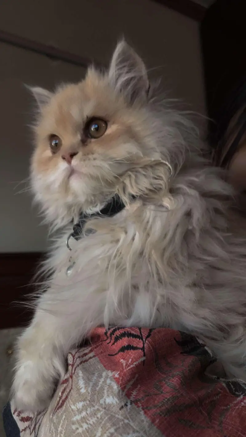 persian cat looking for a new home — photo 12