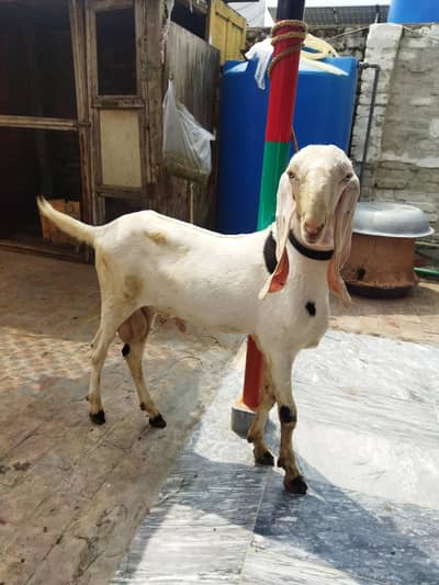 Rajanpuri