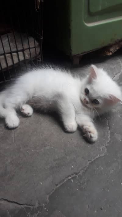 Triple coat persian kittens grey eyes trained